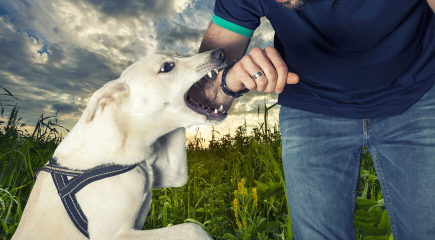 What to do if you’ve been bitten by a dog