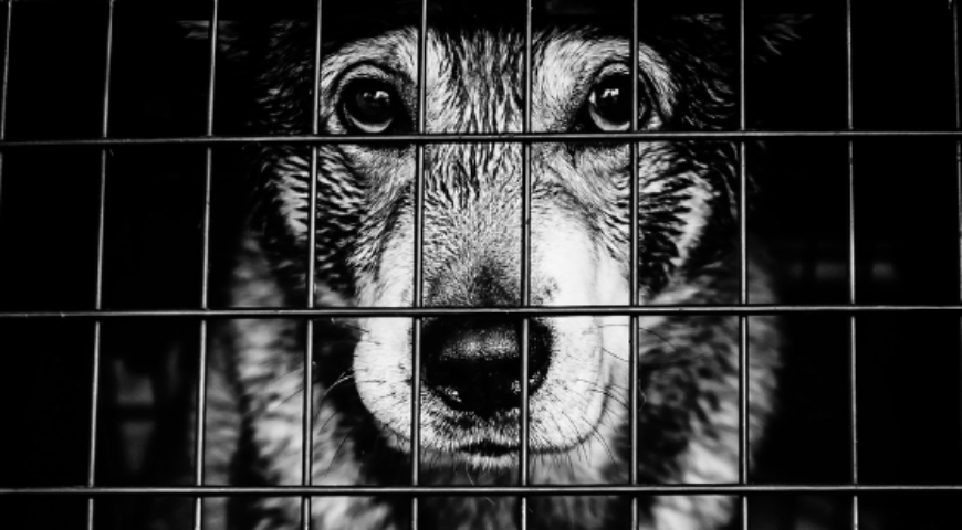 Animal Abuse: How to report it in South Africa