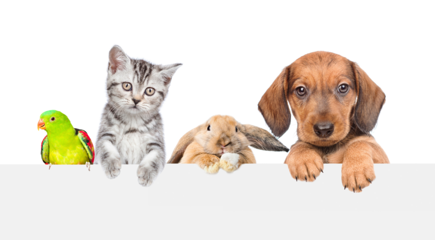 What To Do With Pets In An Emergency