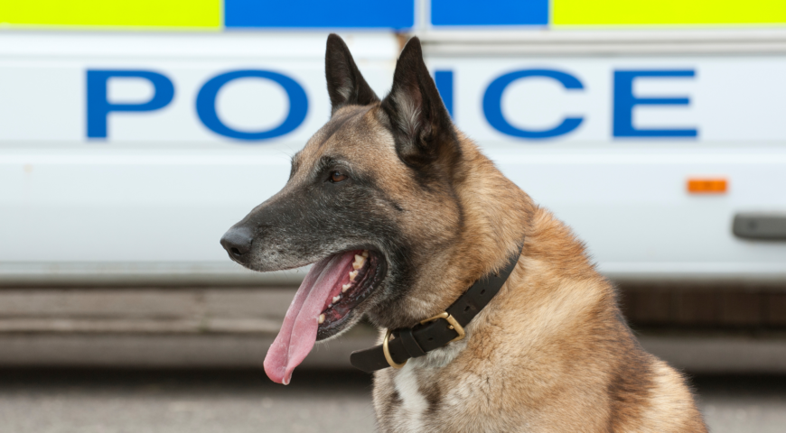 Police Dog Training In South Africa