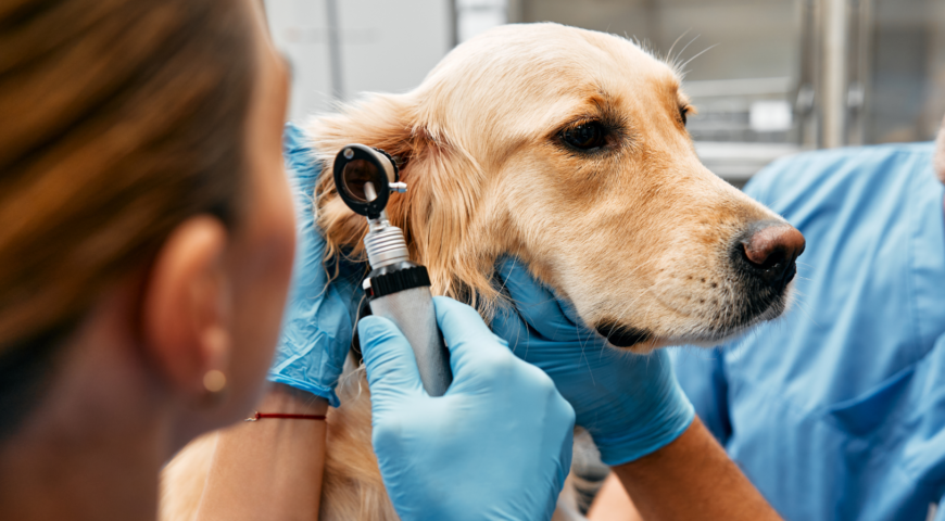 The Positive Impact Of Animal Rescue Services