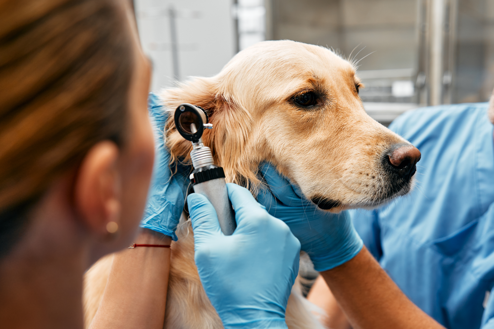 The Positive Impact Of Animal Rescue Services